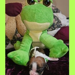 Cavatzu Puppies from Pulley Puppies