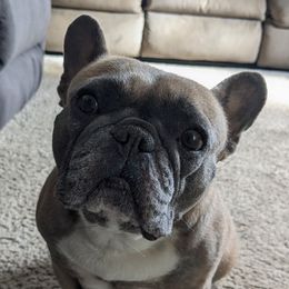 Mulan - French Bulldog