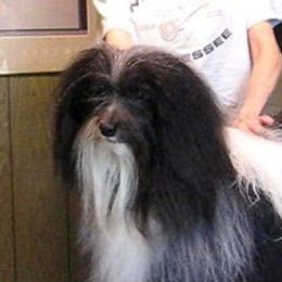 Havanese adult dog