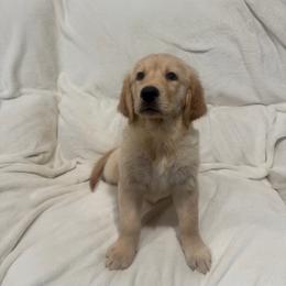 Ariel - Light golden female Golden Retriever puppy in Rancho Cucamonga, California from PureGolden4ever