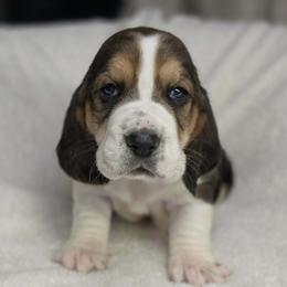 Rose 'yellow collar' - Black brown and white female Basset Hound puppy in Valley, Washington from Peaceful Valley Paws