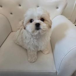 Luis junior - Parti male Maltipoo puppy in Washington from Mt.BakerPoodles&Doodles