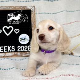 Pearl GUARDIANSHIP Only - Cream female Dachshund puppy in South Easton, Massachusetts from Depot Dachsies