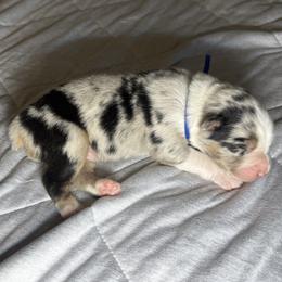 Blue - Blue merle male Australian Shepherd puppy in Carson City, Nevada from Miska’s Australian Shepherds