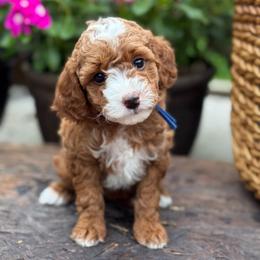 Lime - Red  female Goldendoodle puppy in Wharton, Texas from Little Fur Friends