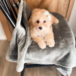 Pearl - Apricot female Maltipoo puppy in Huntsville, Texas from Nelson Creek Farms