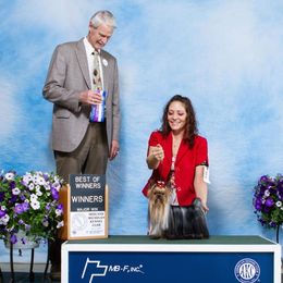 Biggy - Yorkshire Terrier