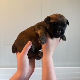 Mr Orange - Wheaten Soft Coated Wheaten Terrier puppy in Fowler, Ohio from Warzalas wheatens