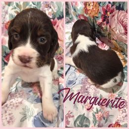 Marguerite - Liver white and tan female English Springer Spaniel puppy in Sulphur, Louisiana from Settoon Springer Spaniels