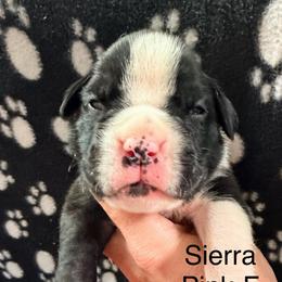 Sierra - Brindle female Boxer puppy in Murrieta, California from Boxerpupziesrock
