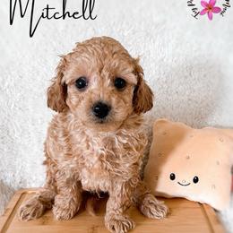 Cracker - Apricot male Maltipoo puppy in Kula, Hawaii from Toy Poodle & Maltipoo Maui