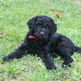 Goldendoodle Puppies from WNC Mountain Doodles