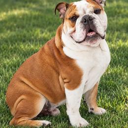 Big Mac - Bulldog