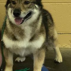 Bernese Mountain Dogs and Swedish Vallhunds from Just Say
