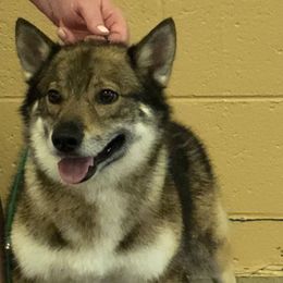 Bernese Mountain Dogs and Swedish Vallhunds from Just Say