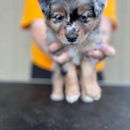 Delta - Blue merle female Miniature American Shepherd puppy in White City, Oregon from Born Rogue Miniature American Shepherds