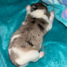Holly - Blue merle female Pomeranian puppy in Zavalla, Texas from Precious Puff Poms