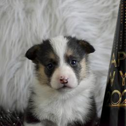 Max - Black and tan male Pembroke Welsh Corgi puppy in Gober, Texas from Trigger Time Kennels