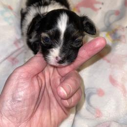 Bug-a-Boo - White black and tan female Papillon puppy in Bradyville, Tennessee from Pinnacle Papillons