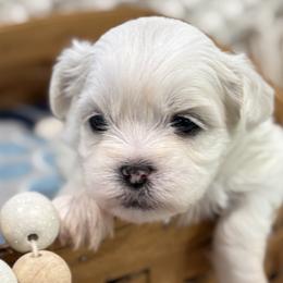 Shichons from Burton Creek Puppies