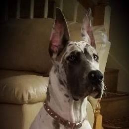 Great Dane Puppies from A Spot Of Blue Great Danes