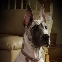 Great Dane Puppies from A Spot Of Blue Great Danes