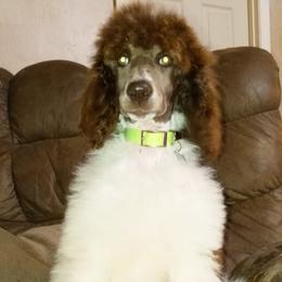 Poodle Puppies from Reeves Family Standard Poodles