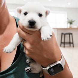 Boy - White male West Highland White Terrier puppy in Mcneal, Arizona from Olympian Westie’s!