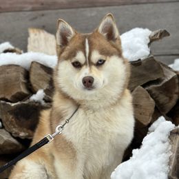 Cocoa - Pomsky