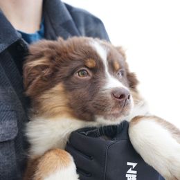 Girl 1 - female Miniature American Shepherd puppy in Holmesville, Ohio from Coffee Run Spring at Miller Farms
