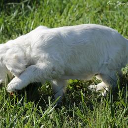 Betty White - Light golden female Golden Retriever puppy in Idaho Falls, Idaho from Once Upon A Dream Kennels