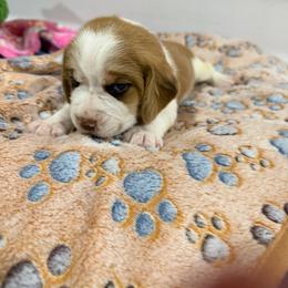 Green boy - Red and white male Beagle puppy in New Tazewell, Tennessee from Sweet Warner Pugs & Beagles