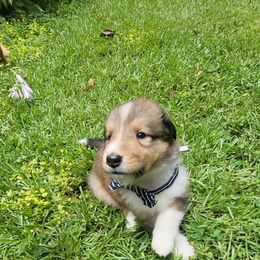Lincoln - Sable male Collie puppy in Buchanan, Georgia from Lacey's Lassies