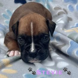 Stevie - Fawn female Boxer puppy in Cicero, New York from MK Boxer Haven of CNY