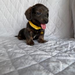Luke - Brindle male Dachshund puppy in Rising Star, Texas from BEAW Doxies