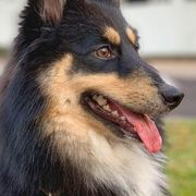 Sporty Mixes from Cherniak Canines