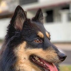 Sporty Mixes from Cherniak Canines