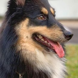 Sporty Mixes from Cherniak Canines