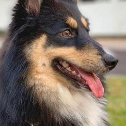 Sporty Mixes from Cherniak Canines