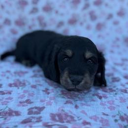 Batman - Black and cream male Dachshund puppy in Greenfield Center, New York from Ridgeview Springers & Dachshunds