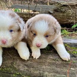 Amber - Red merle female Miniature Australian Shepherd puppy in Priest River, Washington from Offgrid Aussies