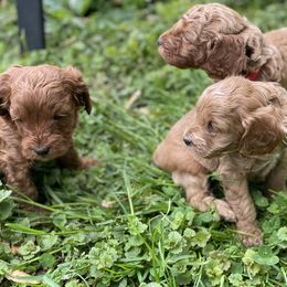 Cockapoo and Rottweiler Puppies from RJ Rotts - Beachy Family Cockapoos