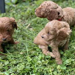 Cockapoo and Rottweiler Puppies from RJ Rotts - Beachy Family Cockapoos