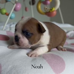 Noah (AKC) - Seal and white male Boston Terrier puppy in Galt, California from Monkey Biz Bostons
