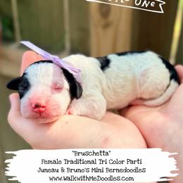 Bruschetta - Tri-color female Bernedoodle puppy in Orange, Texas from Walk with Me Doodles