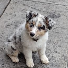 Australian Shepherd Puppies from Gypsy's Charm Australian Shepherds