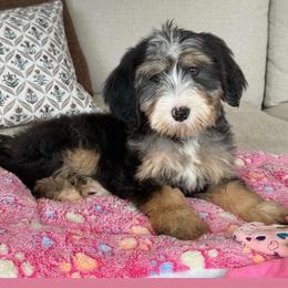 Zara - Tri-color female Bernedoodle puppy in Yuciapa, California from AlltheDoodlez_