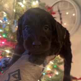 Puppy Orange - Chocolate female Australian Labradoodle puppy in Oxford, Mississippi from Stony Brook Australian Labradoodles