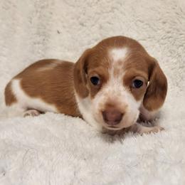 Silkywirehaired Pink - Piebald female Dachshund puppy in Torrance, California from Lucky Dachshunds