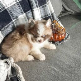Chocolate Chip Frappe - Chocolate merle male Pomeranian puppy in Ada, Oklahoma from Once Upon A Puff